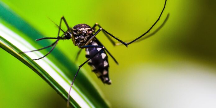 DF registra mais de 20 mil casos prováveis de dengue em uma semana